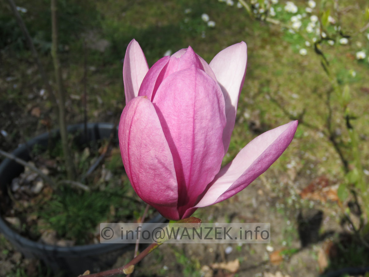 Magnolia fraseri Galaxy 02.JPG